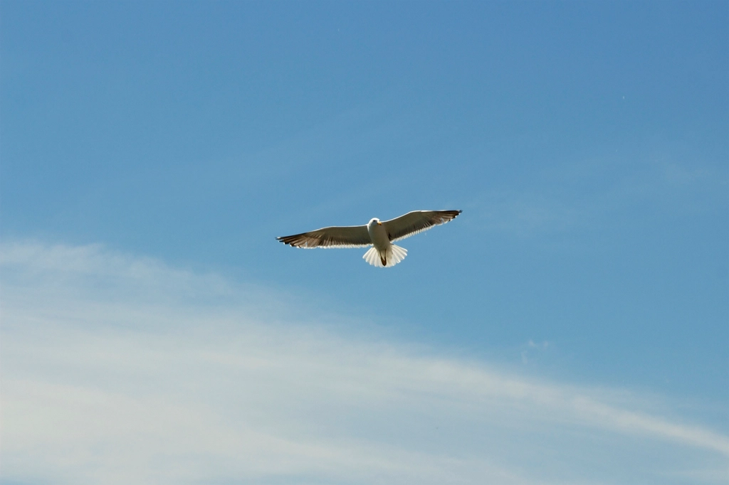 Free gull flying sky image